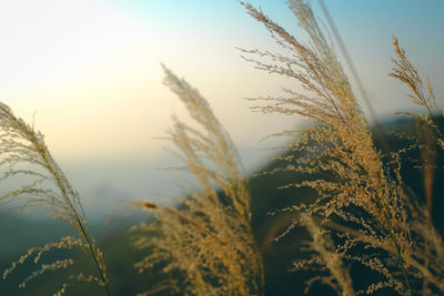 Close-up of stalks against sky at sunset