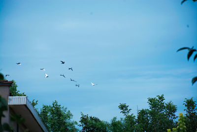 Low angle view of birds flying against blue sky