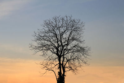 Silhouette bare tree against sky during sunset