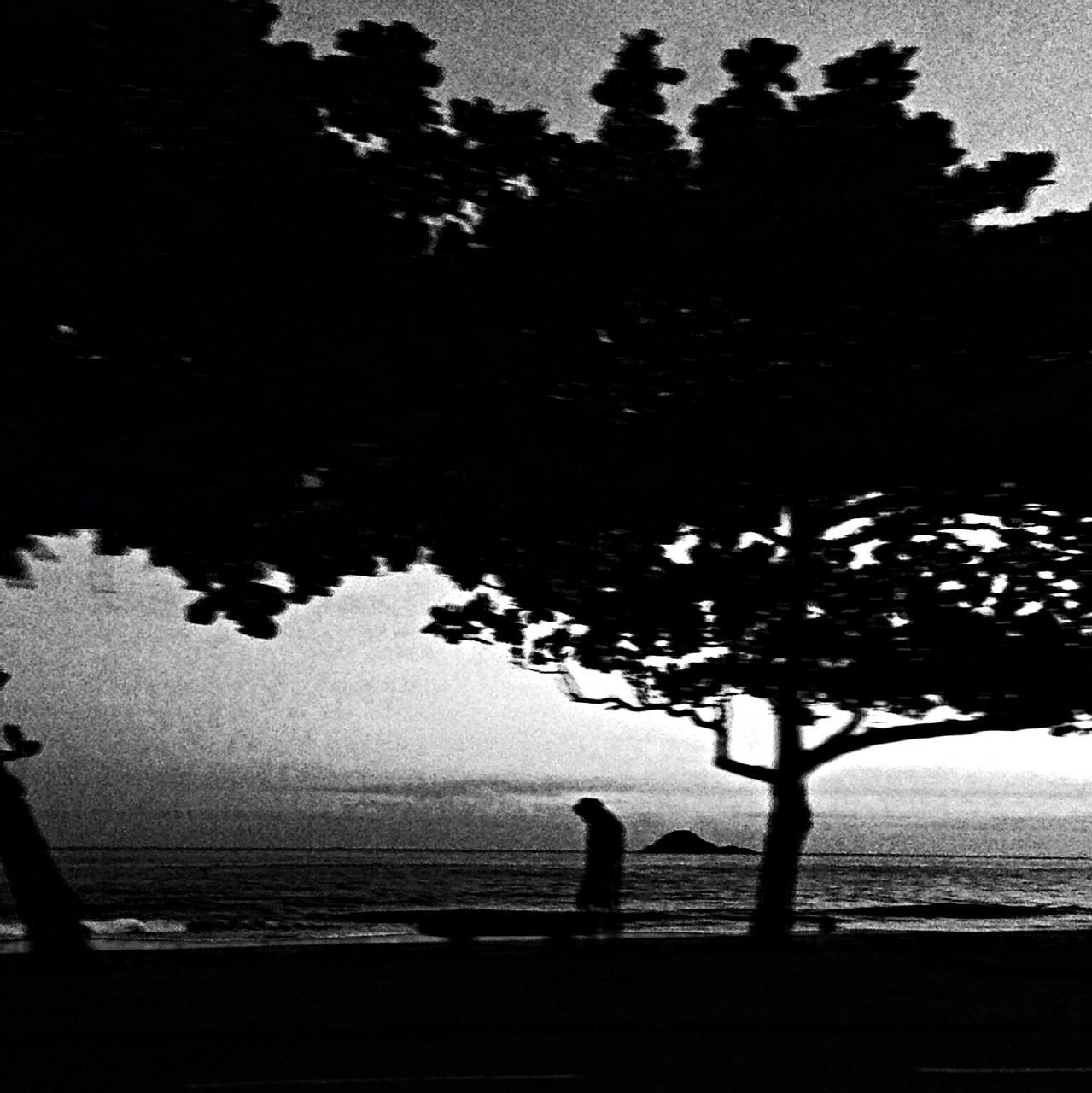 silhouette, water, sea, nature, beach, tree, sky, tranquility, beauty in nature, shadow, shore, outdoors, tranquil scene, dusk, scenics, sunlight, horizon over water, bird, palm tree, incidental people