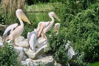 View of swan and plants