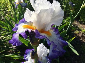 Close-up of purple flowers blooming outdoors