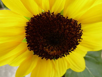 Close-up of sunflower blooming outdoors