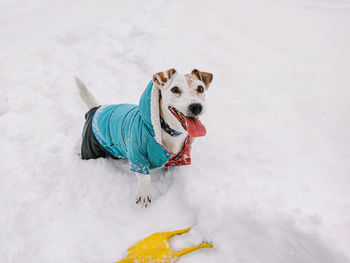 Dog jack russell terrier in overalls in winter in snowdrifts with a rubber toy