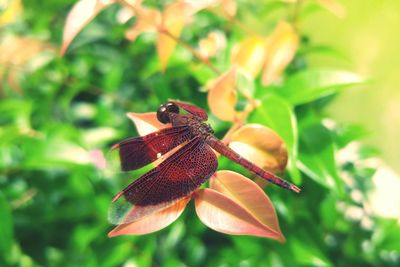 Close-up of insect on plant