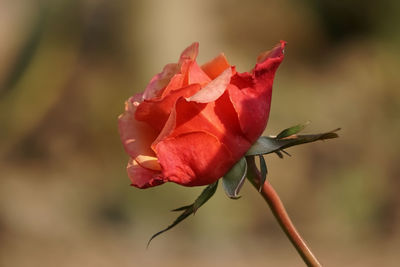 Close-up of red rose by natural light 