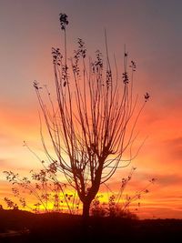 Silhouette of trees at sunset