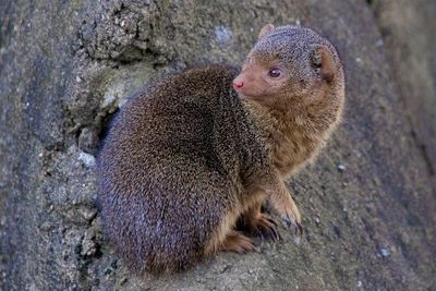 Close-up of mongoose sitting on tree