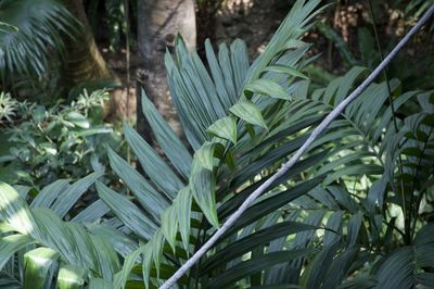 Full frame shot of palm leaves