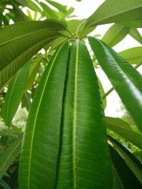 Close-up of fresh green plant