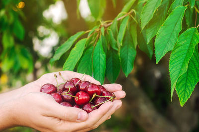 Cherries harvest in a hand 