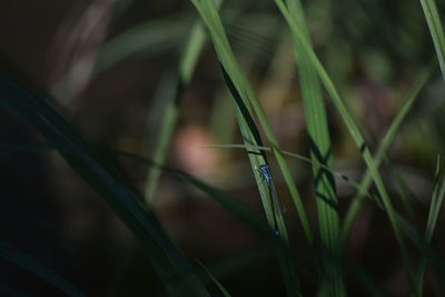 Close-up of dew on grass