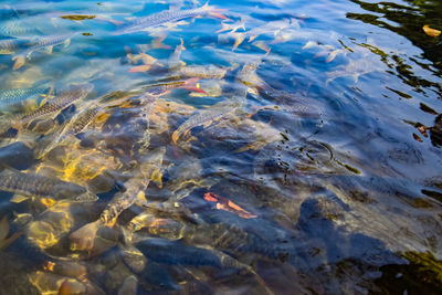 High angle view of koi fish in lake