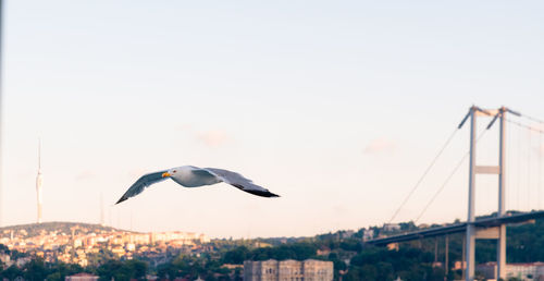 Low angle view of seagulls flying against clear sky