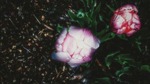 Close-up of pink flowers