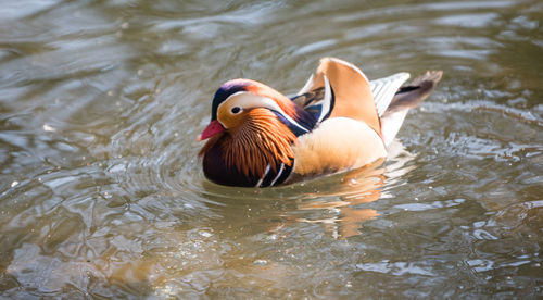 Duck swimming in lake