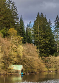 Scenic view of forest against sky