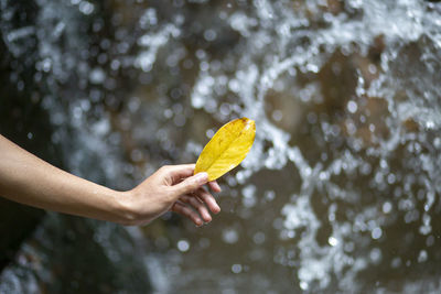 Person holding leaf in water