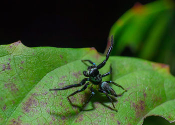 Close-up of insect on leaf