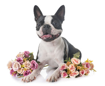 Close-up of dog with rose bouquets over white background