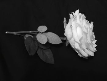 Close-up of flowers against black background