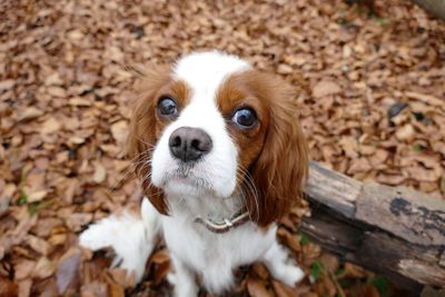 High angle portrait of a cavalier king charles spaniel dog