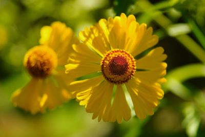 Close-up of yellow flower