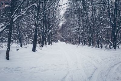 Bare trees on snow covered land