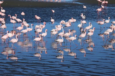 Flock of seagulls on lake