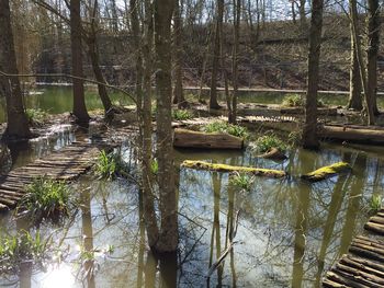 Scenic view of lake in forest