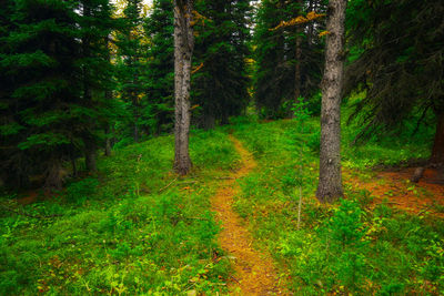 Pine trees in forest