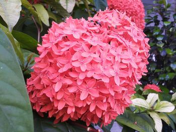 Close-up of pink flowering plant