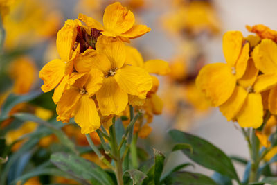 Close-up of insect on yellow flowering plant