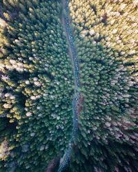 Full frame shot of plants