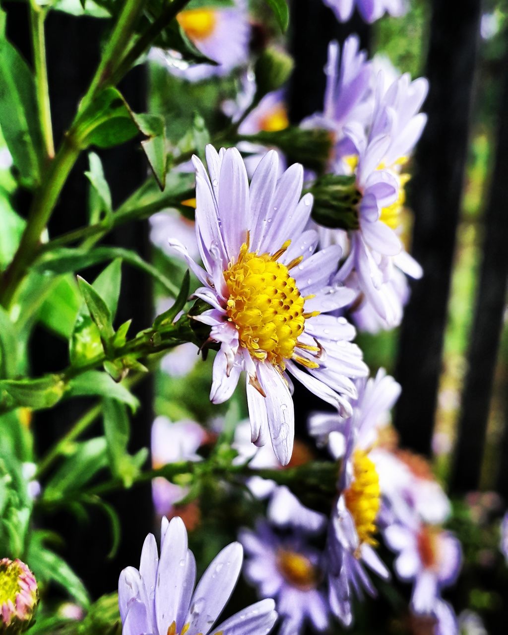 CLOSE-UP OF FRESH PURPLE FLOWER WITH WHITE FLOWERS