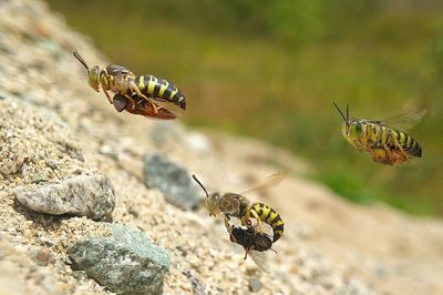 Close-up of bee flying