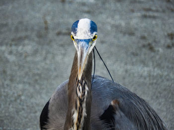 Close-up of bird