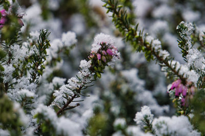 Close-up of purple flowering plant during winter