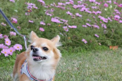 Close-up of dog on grass