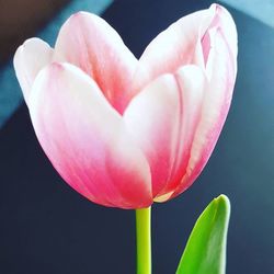 Close-up of pink tulips