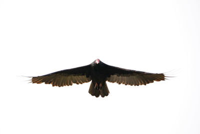 Bird flying against clear sky