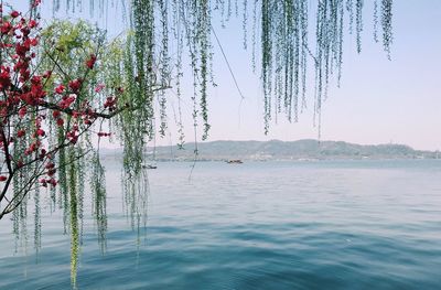 Scenic view of tree by lake against sky