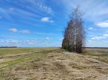 Tree planting in a field against a blue sky with clouds on a sunny day