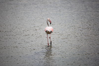 Rear view of flamingo standing in water