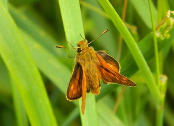 Close-up of butterfly on leaf