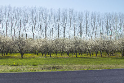 Trees on field against sky