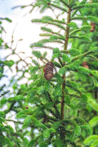 Close-up of pine cones on tree