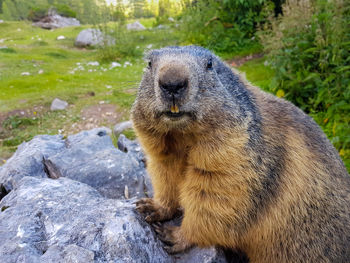 Close-up of marmot sitting on rock