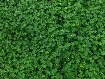 Full frame shot of fresh green plants