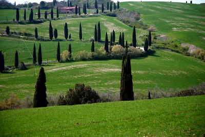 Scenic view of field